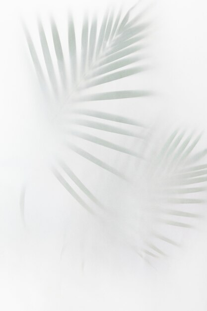Folhas de palmeira verde borradas em branco sujo