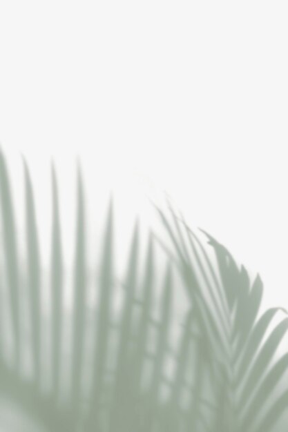 Folhas de palmeira verde borradas em fundo branco