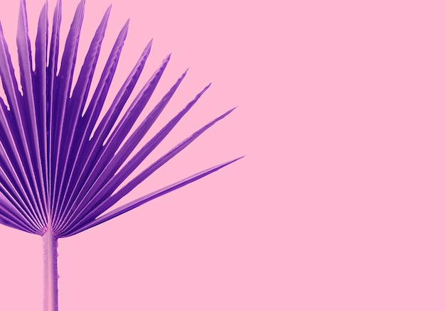 Folhas de palmeiras violeta sobre um fundo rosa