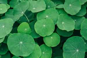 Foto grátis folhas de pennywort indiana