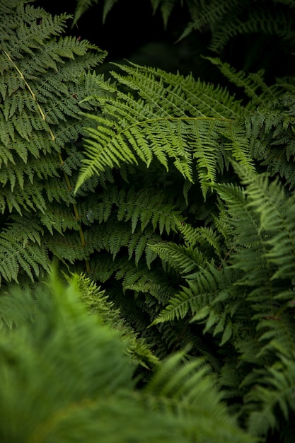 Folhas de plantas de samambaia