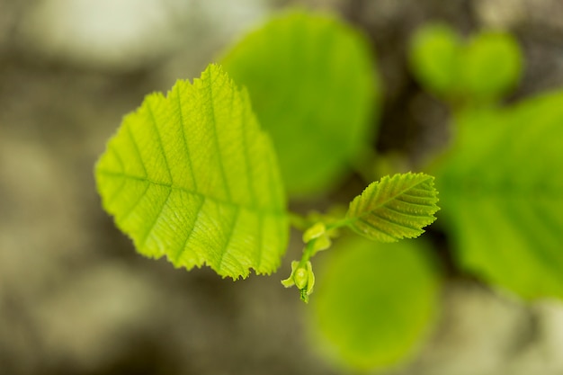 Folhas de plantas de vista superior com fundo desfocado