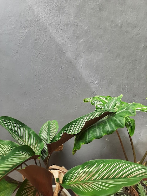 Folhas de plantas em casa no fundo da parede cinza