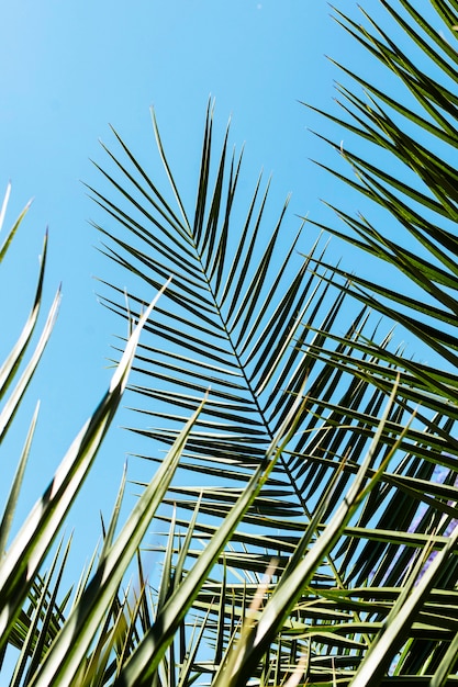 Folhas de plantas tropicais