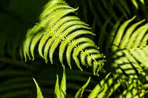 Foto grátis folhas de samambaia tropical