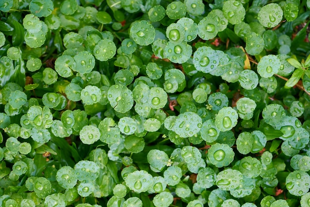 Folhas de um fim da planta acima