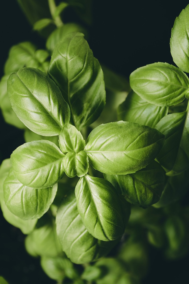 Foto grátis folhas de uma planta verde isoladas em um fundo preto