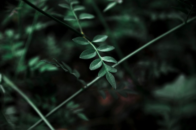 Folhas delicadas da planta da floresta