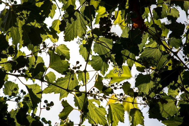 Folhas em uma árvore