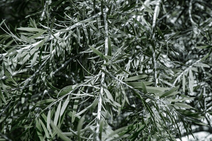 Foto grátis folhas naturais da oliveira. conceito de vegetação em climas quentes.