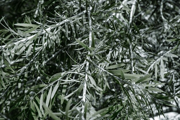Folhas naturais da oliveira. Conceito de vegetação em climas quentes.