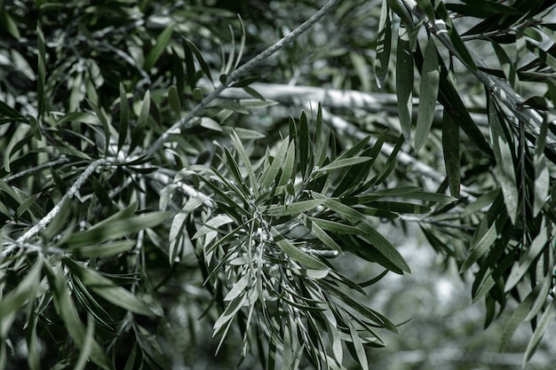 Folhas naturais da oliveira. Conceito de vegetação em climas quentes.