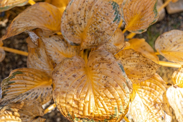 Folhas secas de folhas de outono amarelas de flor calla no jardim