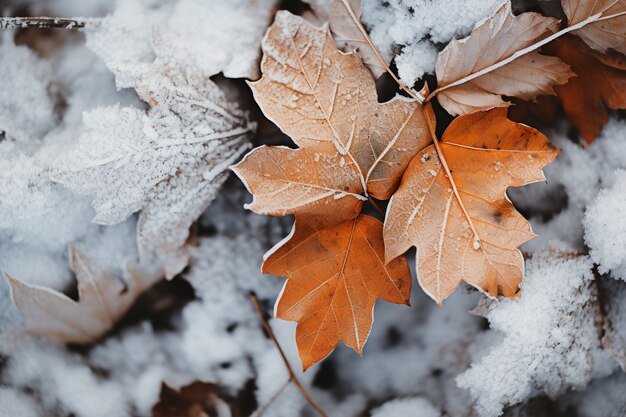 Folhas secas de outono com neve durante o início do inverno