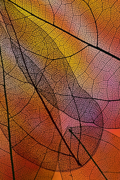 Folhas transparentes abstratas com luz de fundo vermelha