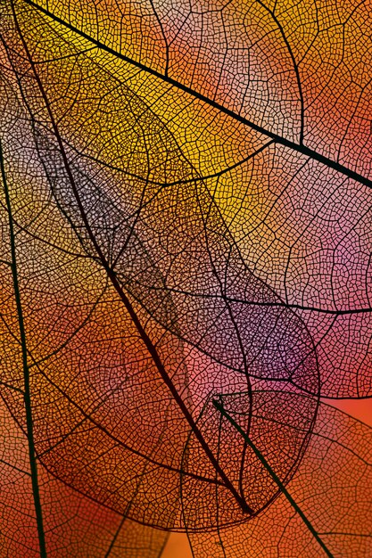 Folhas transparentes abstratas com luz de fundo vermelha