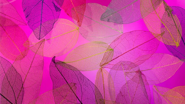Folhas transparentes com vista superior de luz rosa