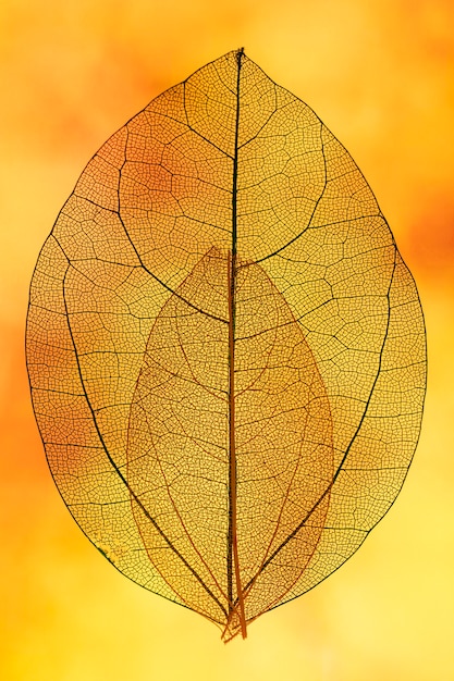 Folhas transparentes laranja com luz de fundo amarela