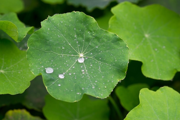 Folhas verdes com orvalho