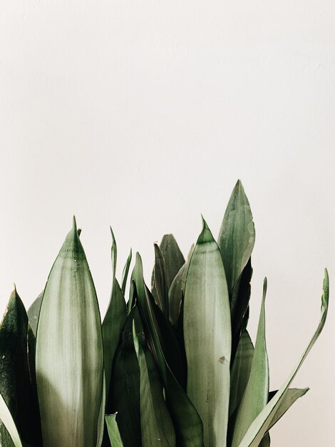 Folhas verdes da planta sansevieria