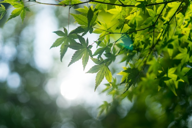 Folhas verdes de uma árvore com fundo desfocado