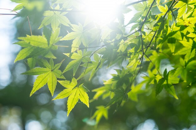 Folhas verdes de uma árvore com fundo desfocado