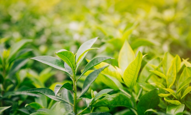 Folhas verdes e amarelas frescas no jardim