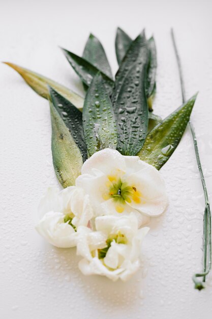 Folhas verdes e flores brancas