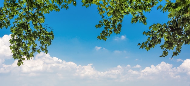 Foto grátis folhas verdes e sol