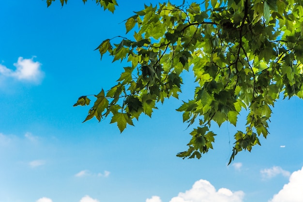 Folhas verdes e sol