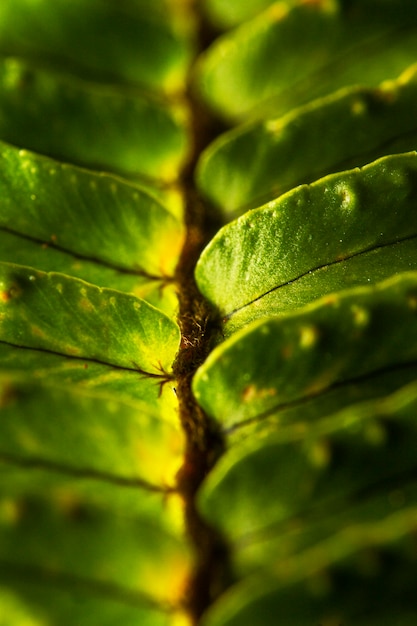 Folhas verdes em close-up