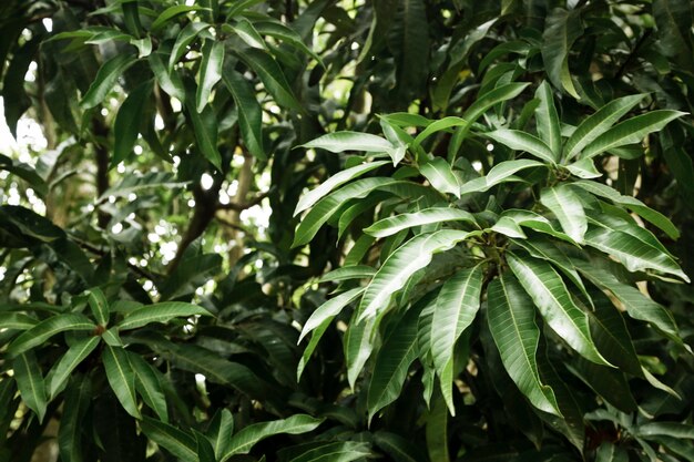 Folhas verdes, em, floresta tropical