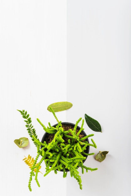 Folhas verdes em torno de planta em vaso