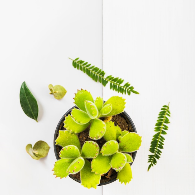 Foto grátis folhas verdes em torno de suculentas em vaso