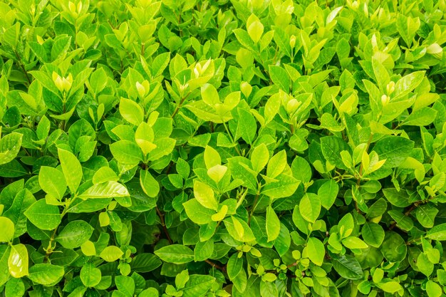 Folhas verdes frescas com gota da água.