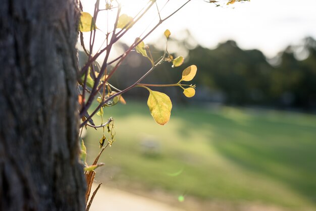 Folhas verdes frescas crescem a partir de um antigo galho de árvores. Grande vitalidade.