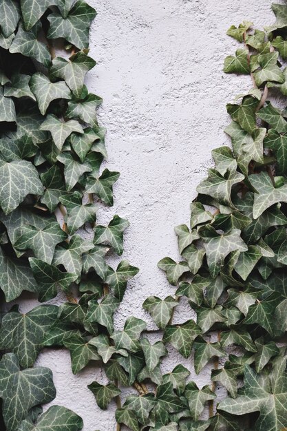 Folhas verdes na parede de concreto branco