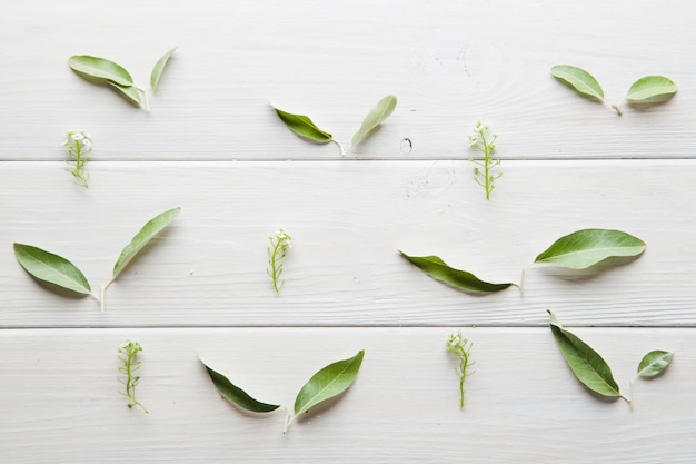 Folhas verdes no arranjo em branco