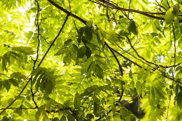 Folhas verdes no galho de uma árvore