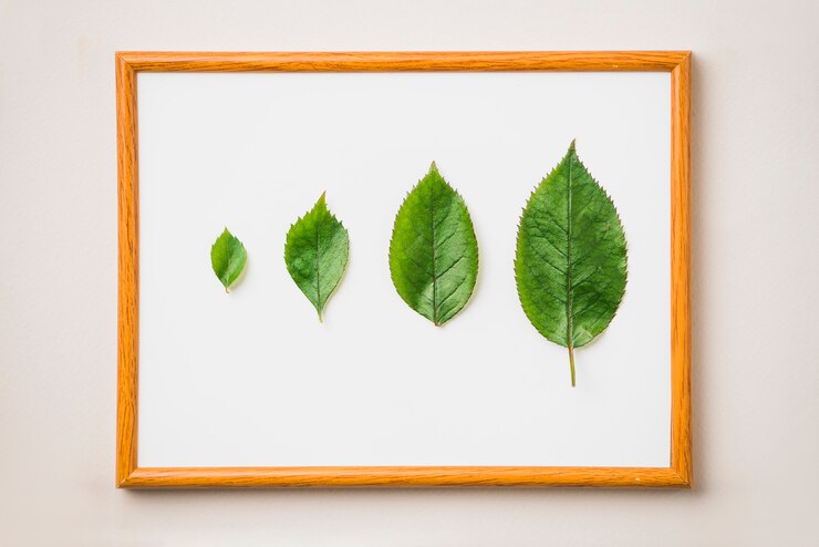 Foto grátis folhas verdes no quadro