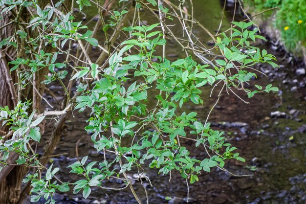 Folhas verdes nos galhos de uma árvore com o rio