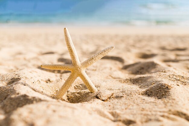 Forma de estrela na praia