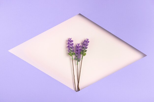 Forma geométrica de papel com lavanda