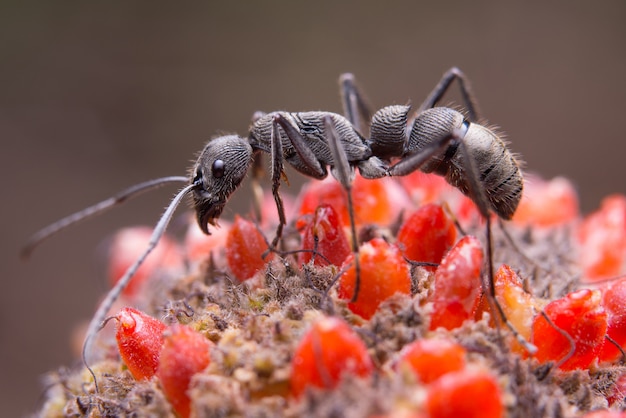 Foto grátis formiga preta em flor