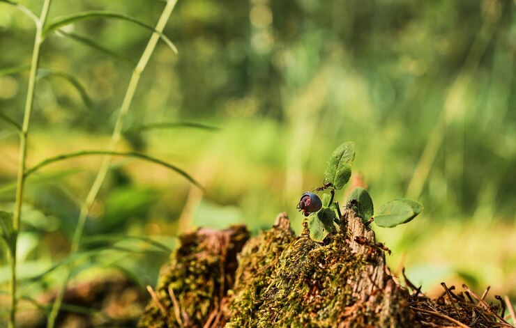 Foto grátis formigas vermelhas correm em um toco velho um arbusto de mirtilo no contexto de uma floresta fundo de floresta verde com cópia de espaço livre a ideia do ecossistema da natureza cuida do bem-estar da ecologia
