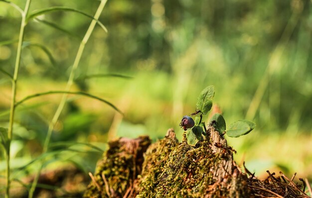 Formigas vermelhas correm em um toco velho um arbusto de mirtilo no contexto de uma floresta Fundo de floresta verde com cópia de espaço livre A ideia do ecossistema da natureza cuida do bem-estar da ecologia