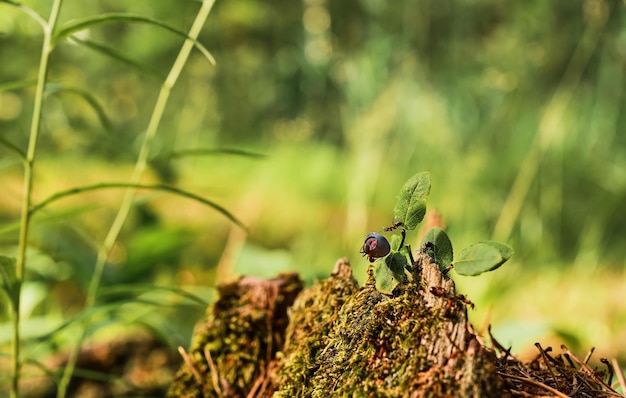 Formigas vermelhas correm em um toco velho um arbusto de mirtilo no contexto de uma floresta Fundo de floresta verde com cópia de espaço livre A ideia do ecossistema da natureza cuida do bem-estar da ecologia