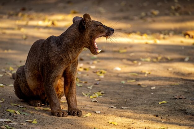 Fossa furiosa com a boca aberta sentada na estrada com muitas folhas caídas