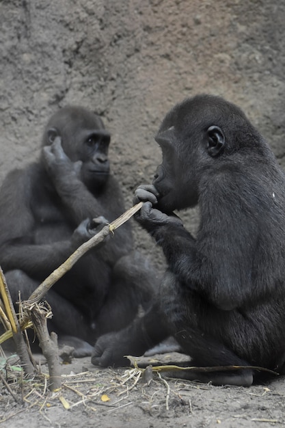 Foto adorável de dois bebês gorilas de dorso prateado