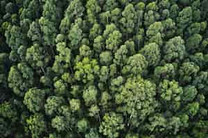 Foto grátis foto aérea aérea de uma floresta densa com belas árvores e vegetação